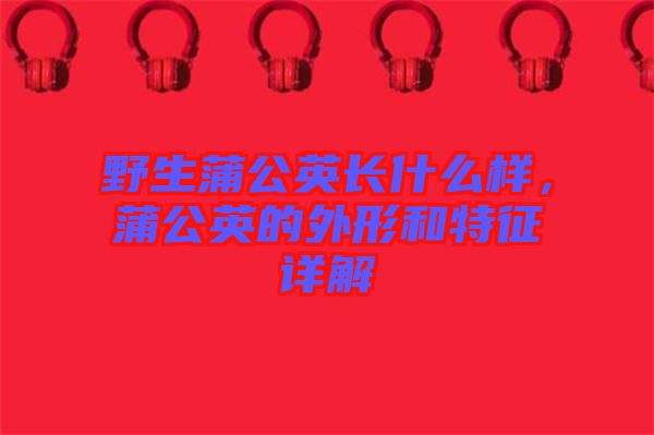 野生蒲公英長(zhǎng)什么樣，蒲公英的外形和特征詳解